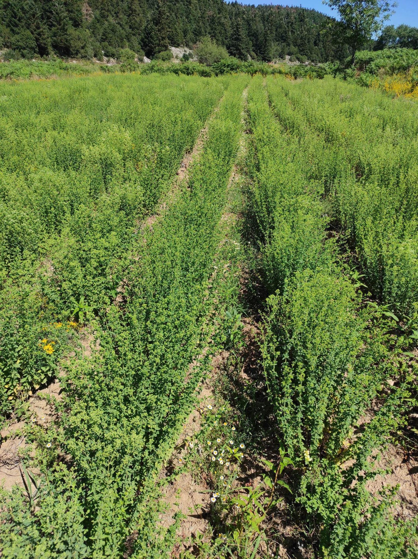 Regenerative fields of Greek oregano from Avias Ranch