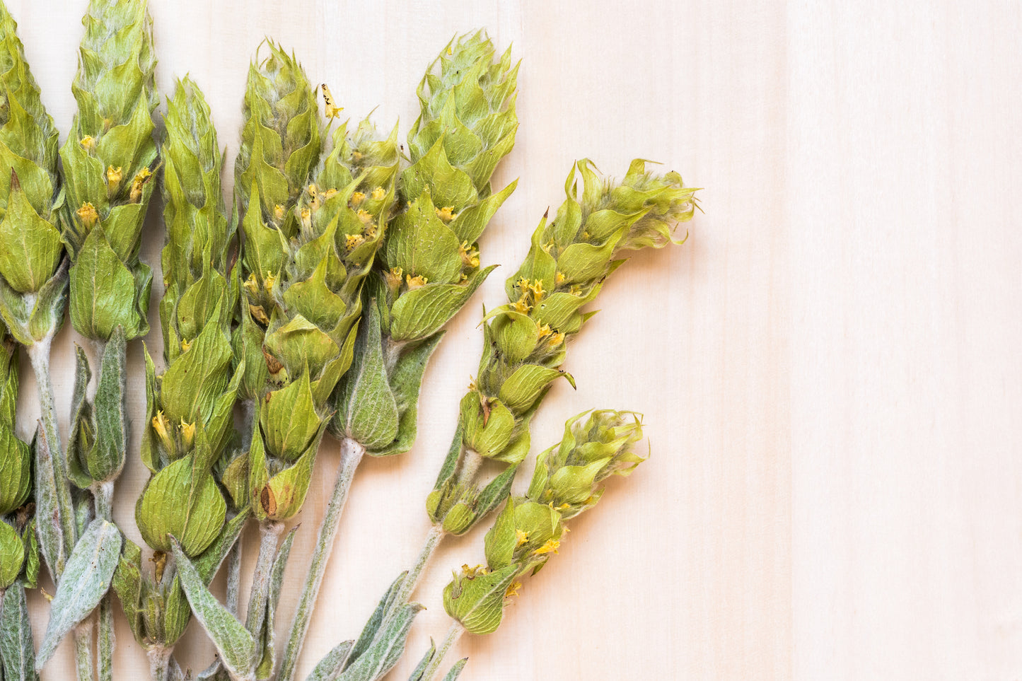 Organic Sideritis (mountain tea) from the slopes of Taygetos