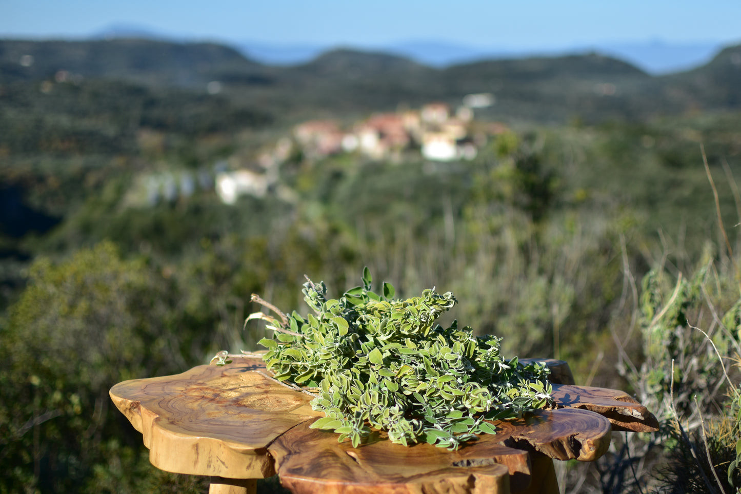 Fresh hand harvested Greek oregano with bold citrus aroma from the Notis Estate in Greece