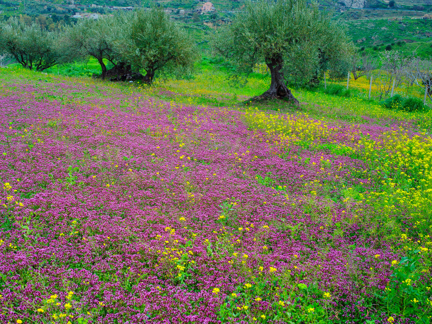 Mountain grown organic thyme from regenerative olive orchards