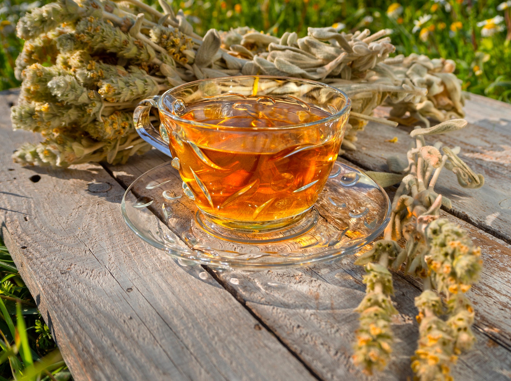 Greek mountain tea hand-harvested from high-altitude regenerative plots 